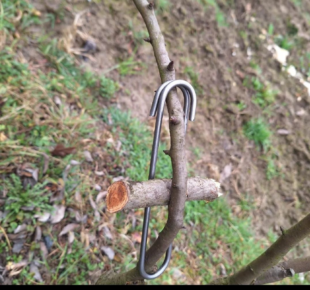 Kuka spaja grane